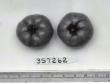 Click for 1 image(s) for this accession. FRUIT